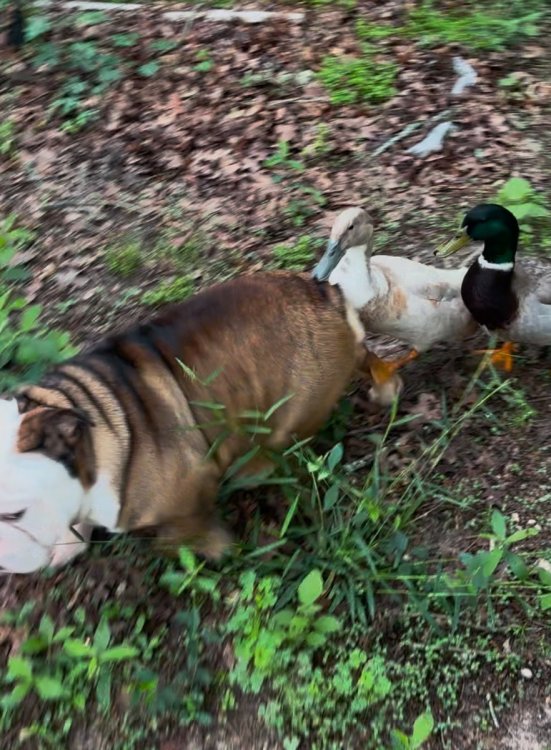 DogsDuck.jpg